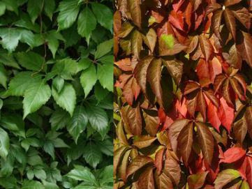 comment planter parthenocissus quinquefolia